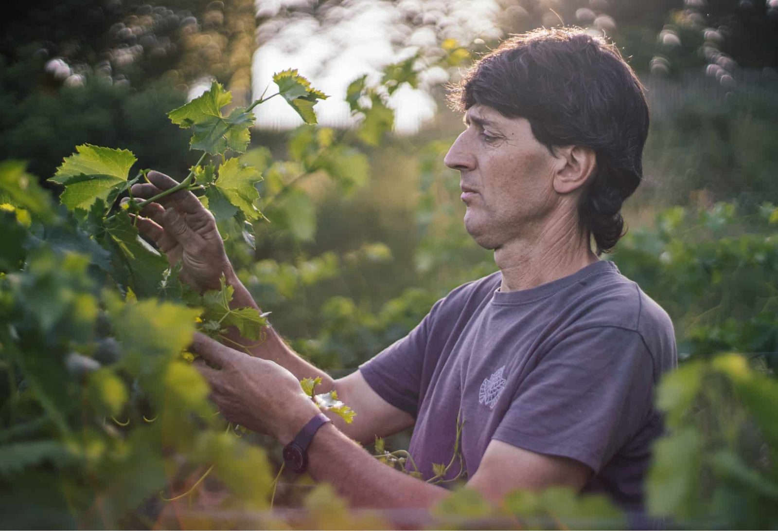 Hand work in the organic Mas Climent vineyard