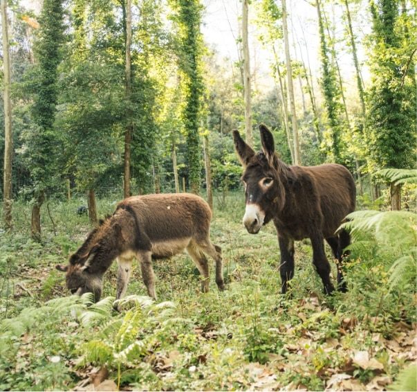 Grazing donkeys in the farm woodland