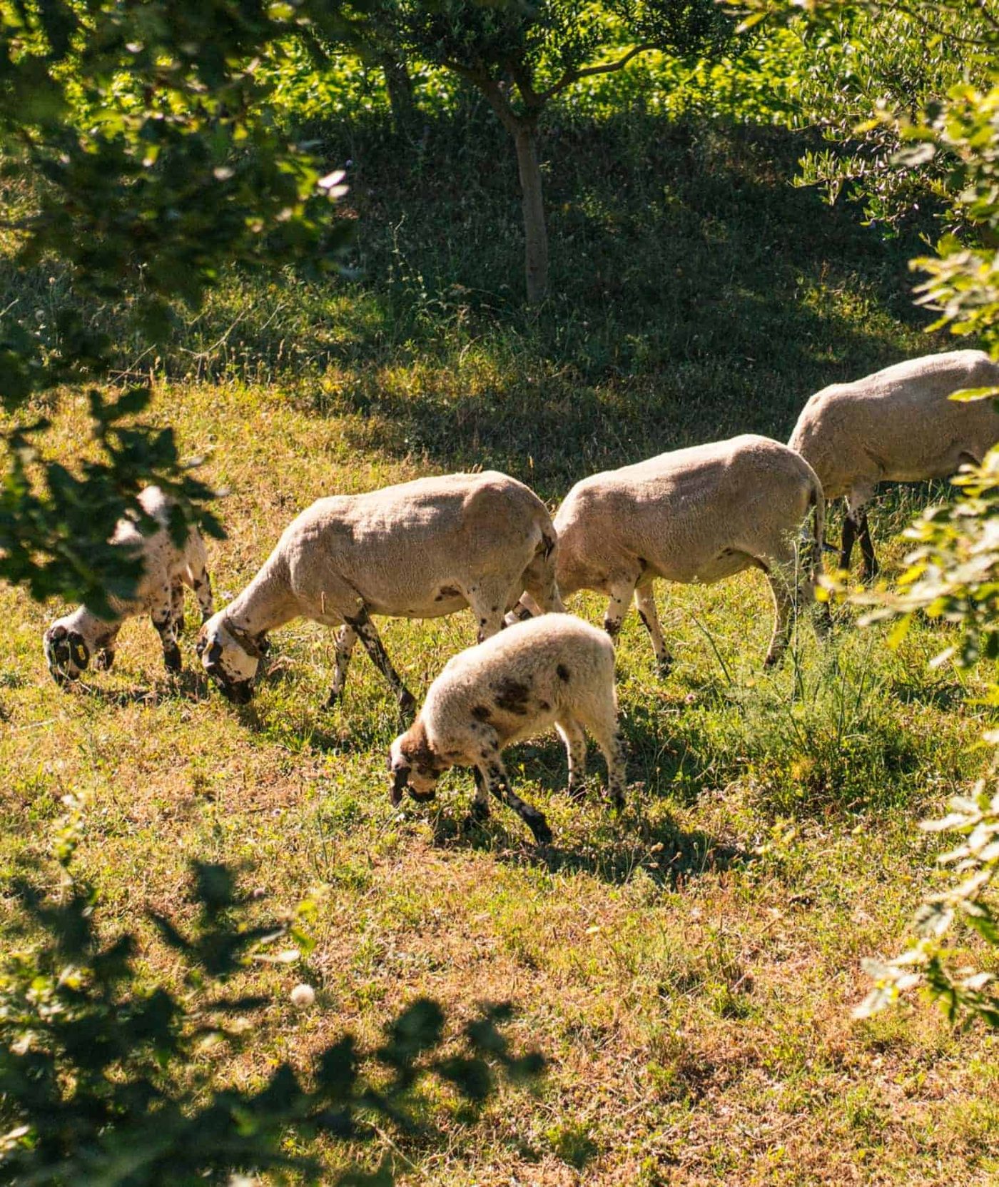 Sheep grazing on the farm and fertilising the soil