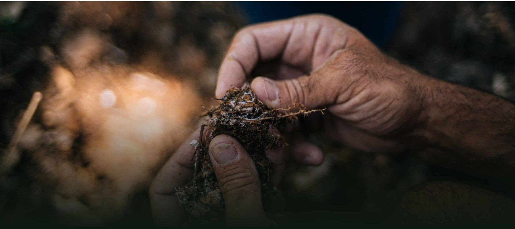 A handful of living soil from Mas Climent