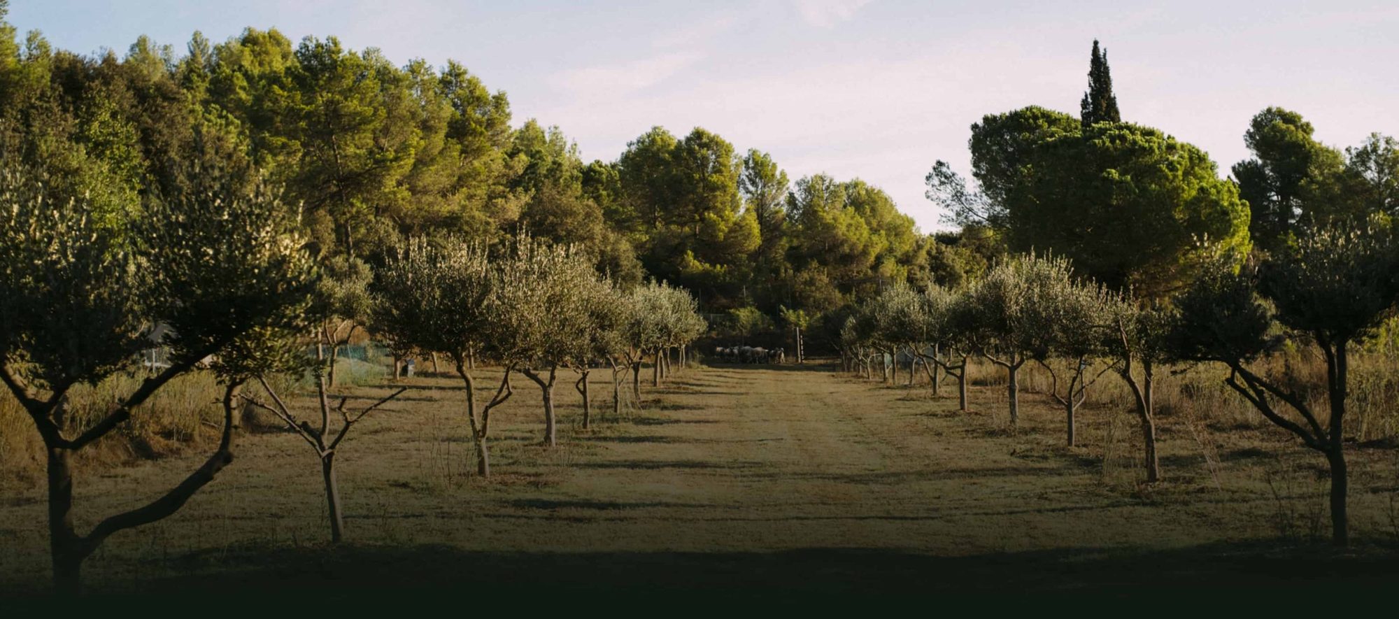 Mas Climent's 100% Arbequina olive grove with cover crops