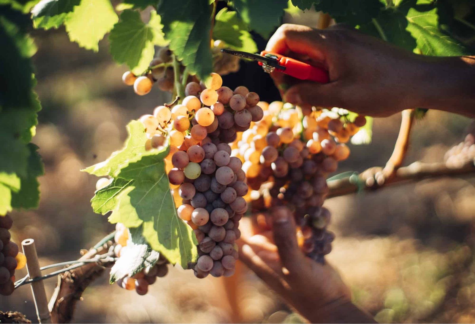 Hand harvest into 12 kg crates at Mas Climent