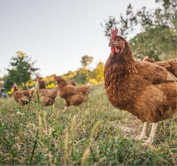 Free-range hens cleaning and fertilising the plot